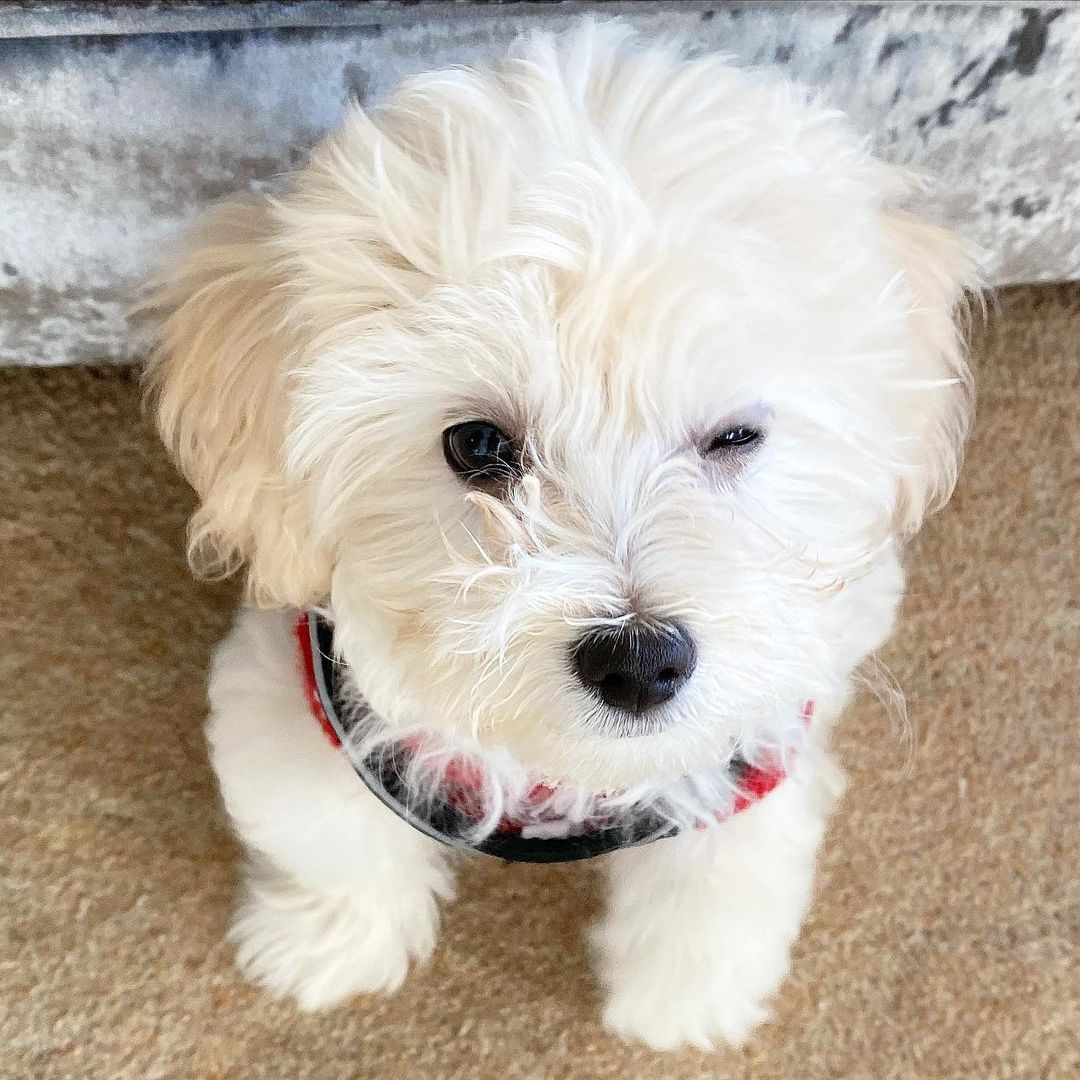 Teacup Maltipoo Puppies For Sale Online