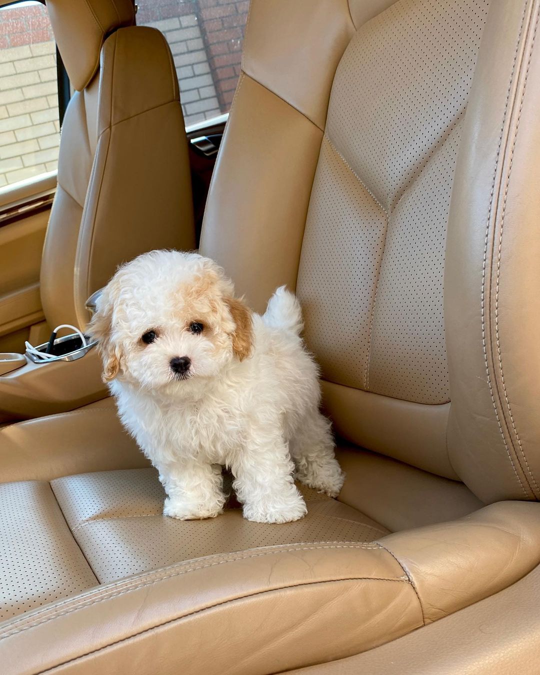 Teacup Maltipoo Puppies For Sale | Buy Maltipoo Puppies Online