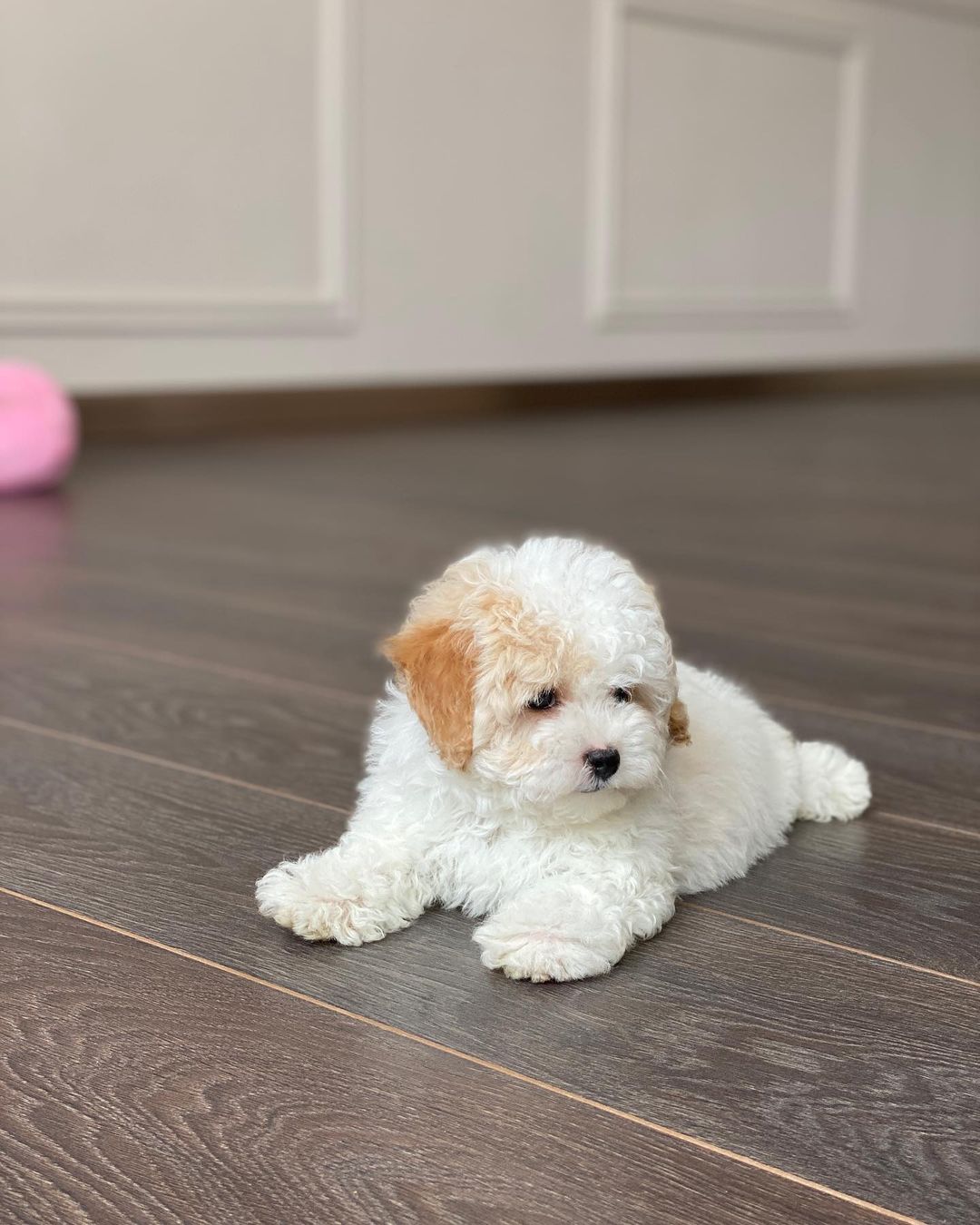 Teacup Maltipoo Puppies For Sale USA