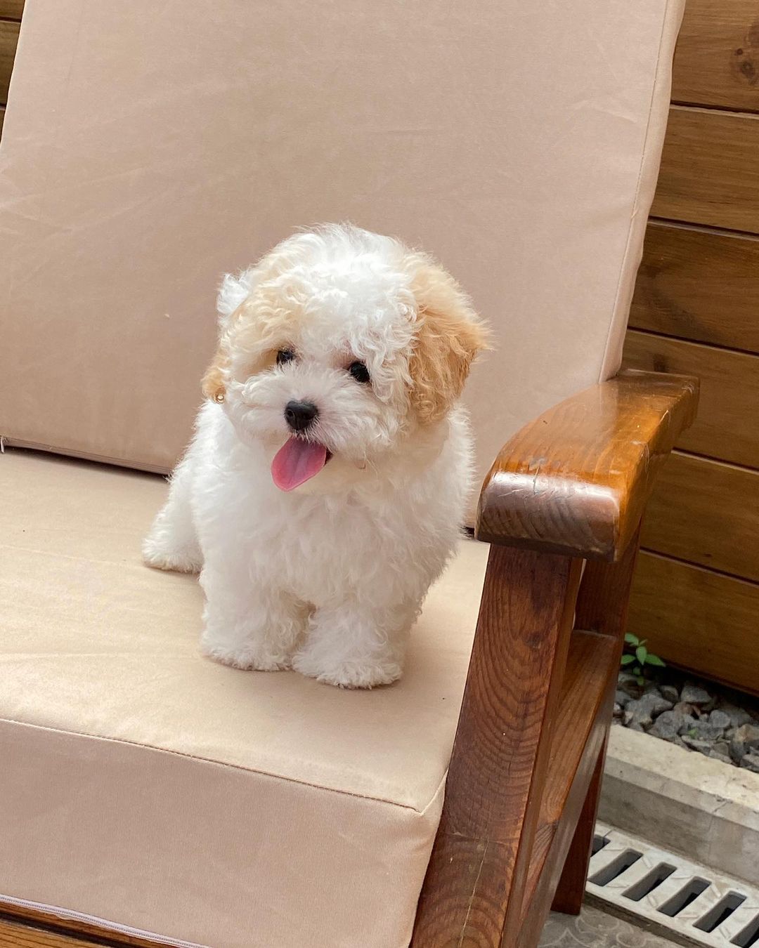 Teacup Maltipoo Puppies For Sale USA