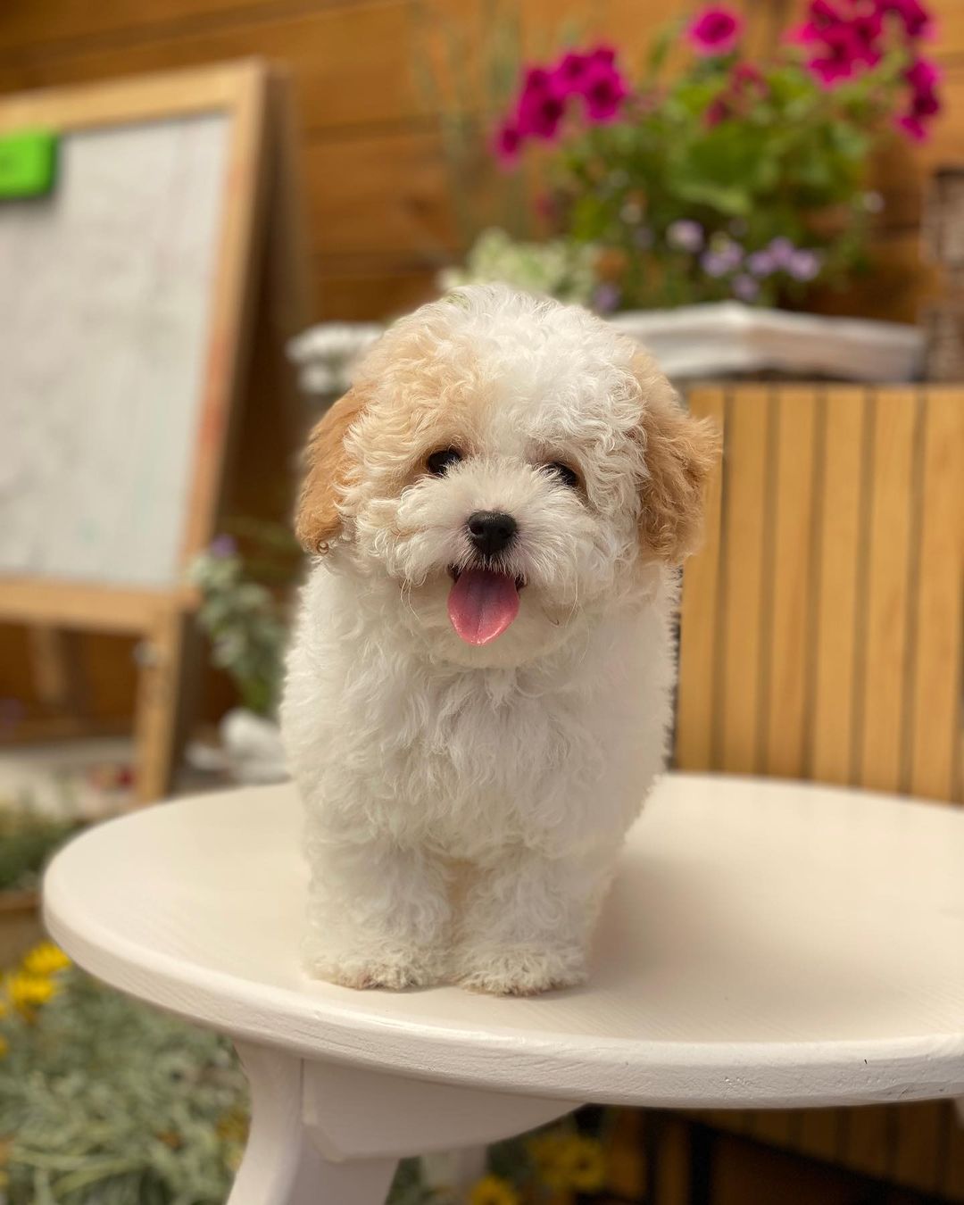 Teacup Maltipoo Puppies For Sale USA