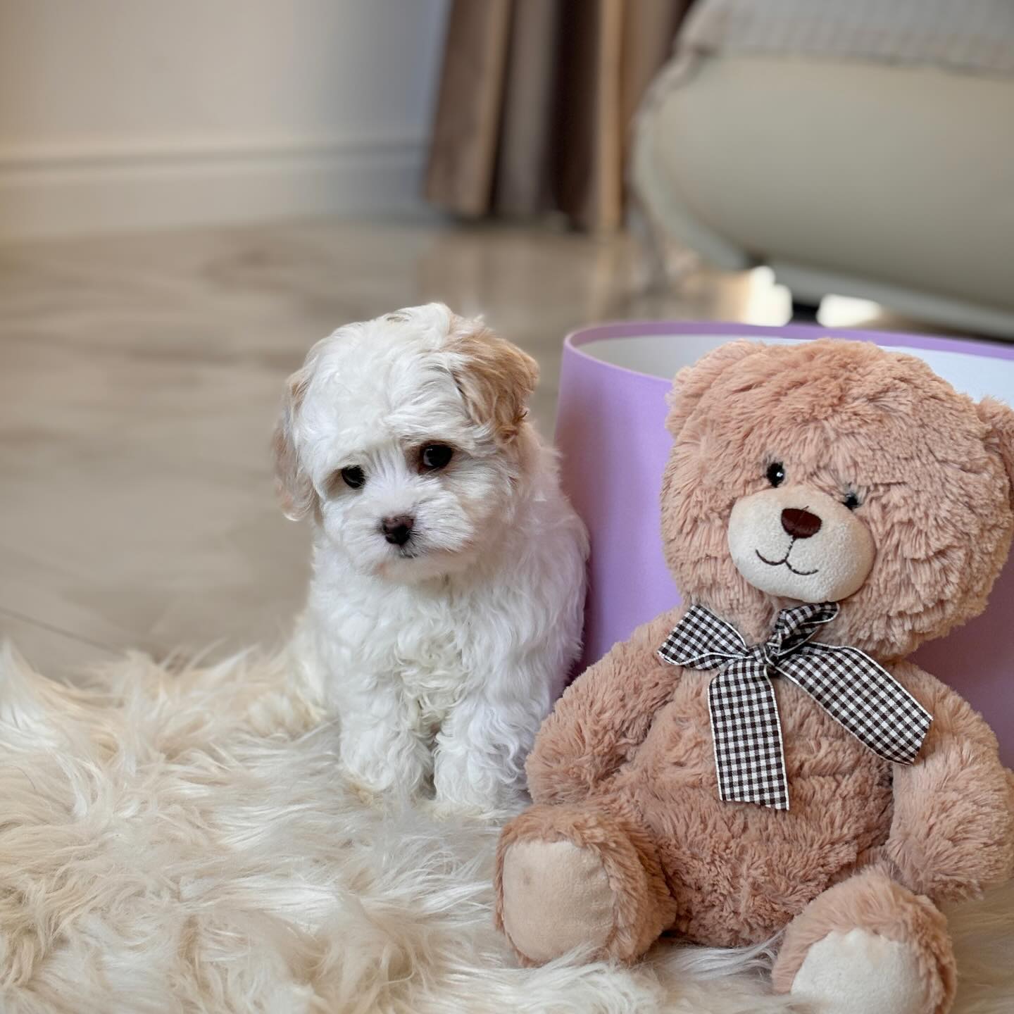 Teacup Maltipoo Puppies For Sale Near Me | Buy Maltipoo Puppies Online | Maltipoo For Sale USA