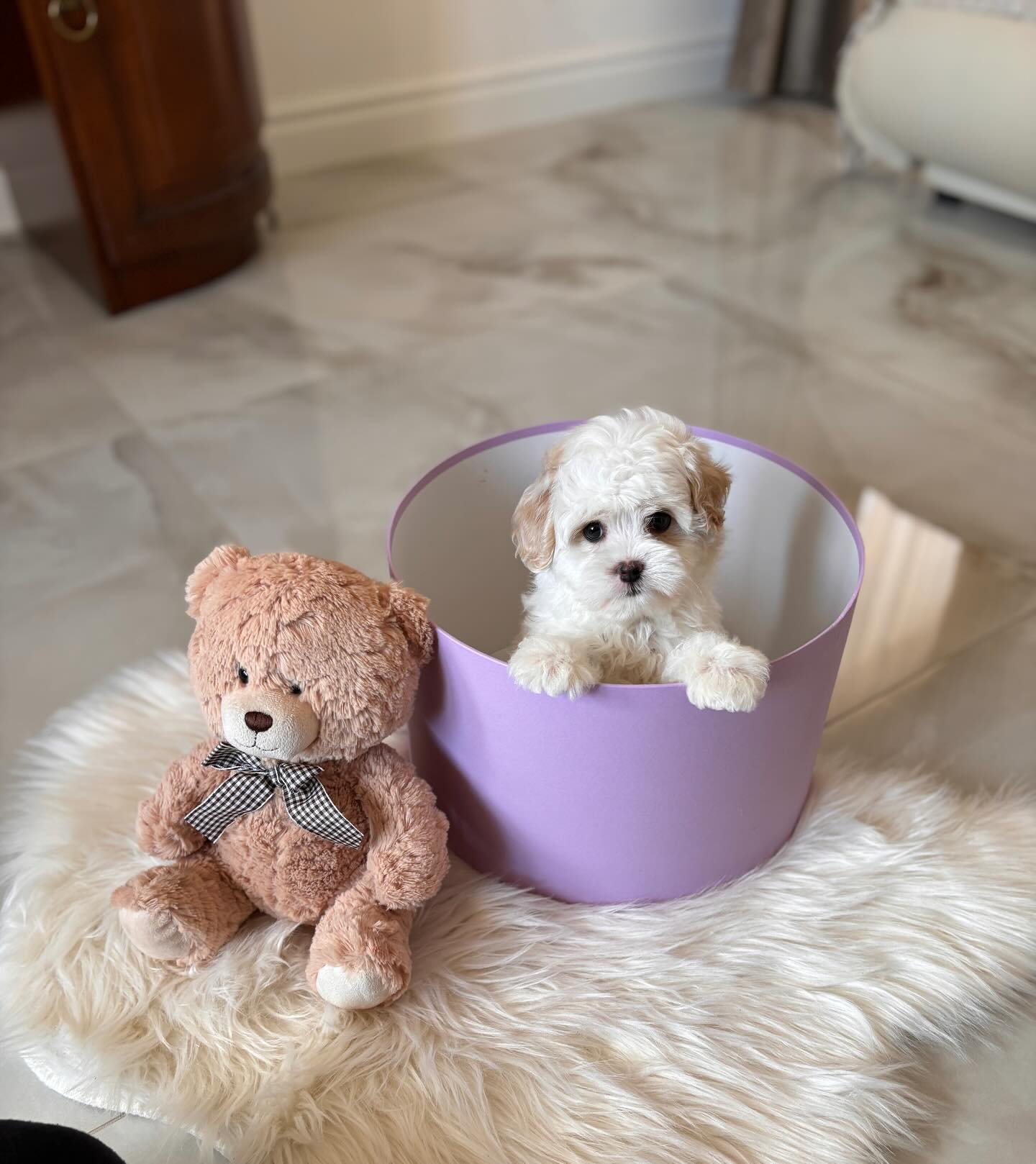 Teacup Maltipoo Puppies For Sale Near Me | Buy Maltipoo Puppies Online | Maltipoo For Sale USA