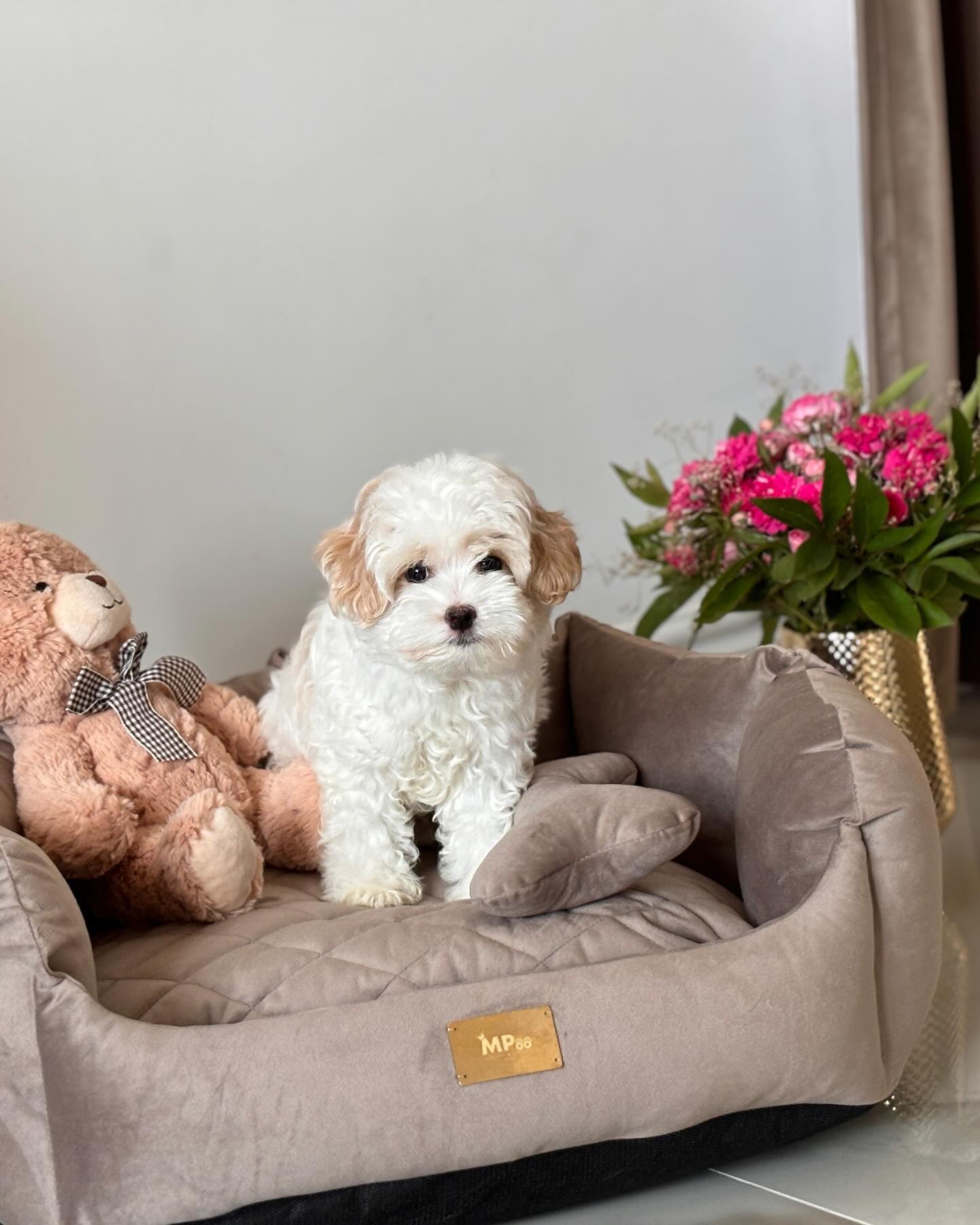 Teacup Maltipoo Puppies For Sale Near Me | Buy Maltipoo Puppies Online | Maltipoo For Sale USA