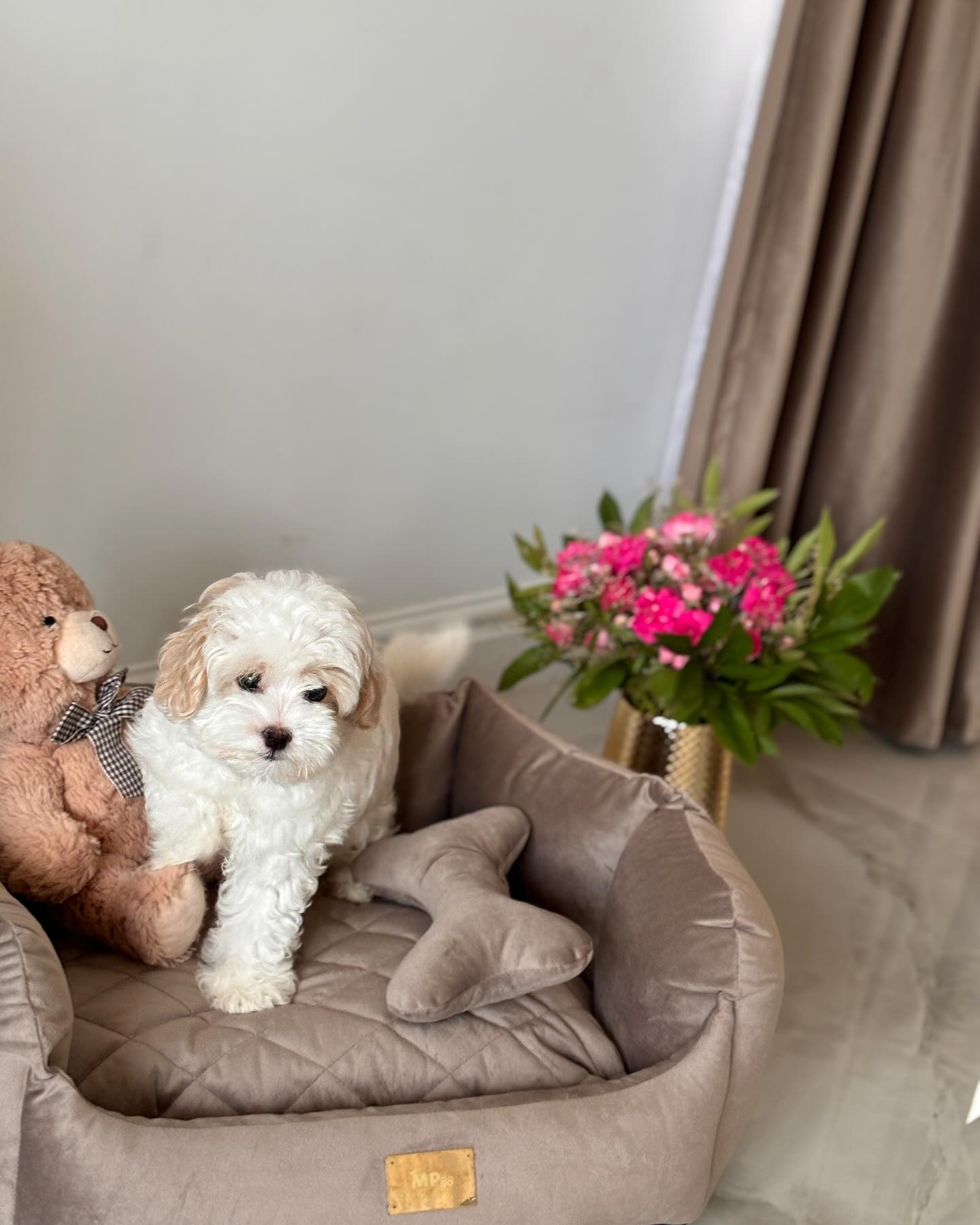 Teacup Maltipoo Puppies For Sale Near Me | Buy Maltipoo Puppies Online | Maltipoo For Sale USA